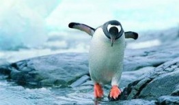 企鹅吃瓜爆料最新视频,揭秘娱乐圈最新热点事件